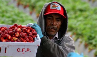 Strawberry Workers in Oxnard